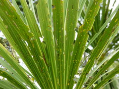 Epiphryne verriculata