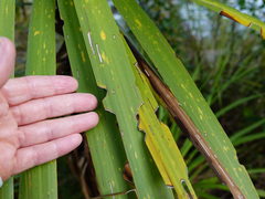 Epiphryne verriculata