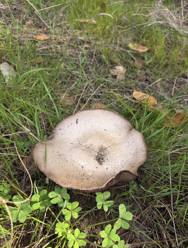 iNaturalist observation photo of field and button mushrooms