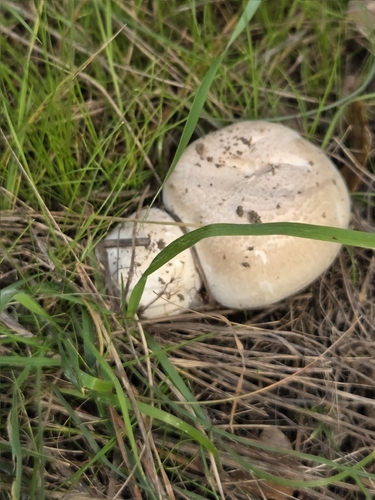 iNaturalist observation photo of Fungi Including Lichens