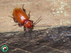 Physea