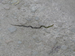 Erythrolamprus epinephalus