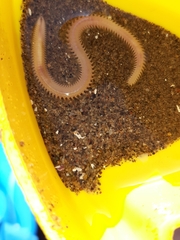 Phyllodocida