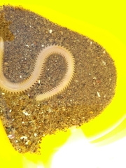 Phyllodocida