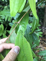Graphium sarpedon luctatius