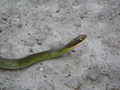 Erythrolamprus epinephalus