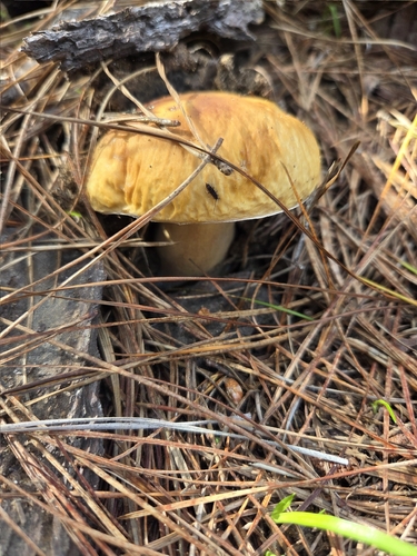 iNaturalist observation photo of King Bolete