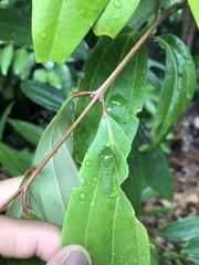 Graphium sarpedon luctatius