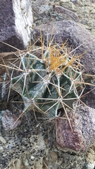 Astrophytum ornatum