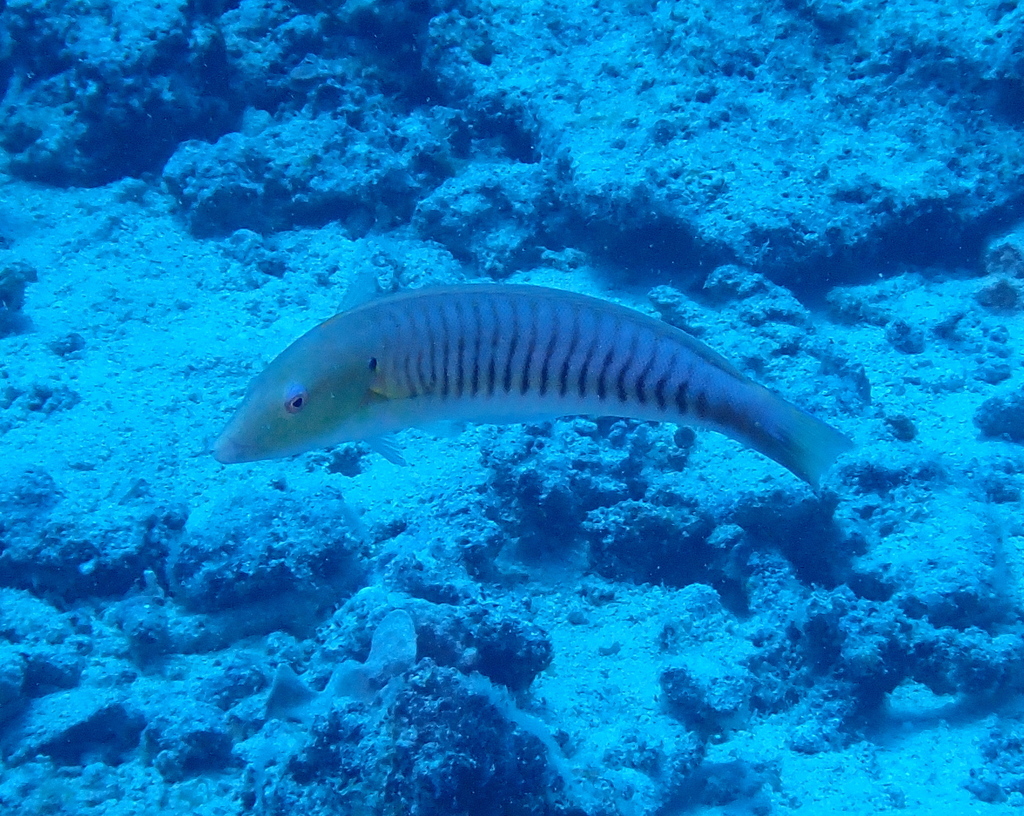 Pastel ringwrasse