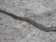 Erythrolamprus epinephalus