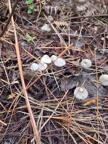 iNaturalist observation photo of Pinkedge Bonnet