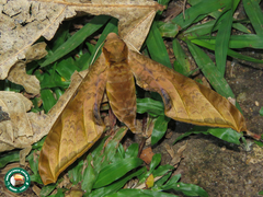 Protambulyx sulphurea