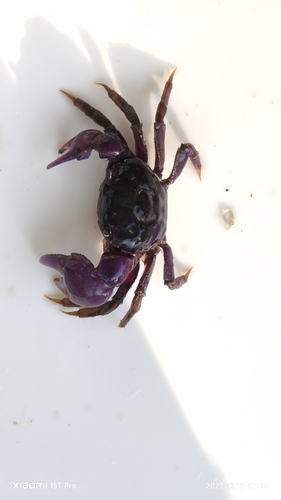 Metagrapsus curvatus