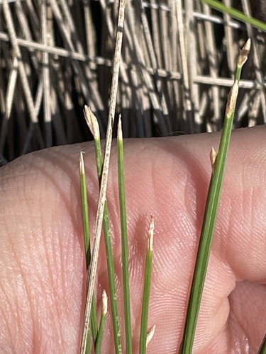 Eleocharis pallens, 2025-12-09