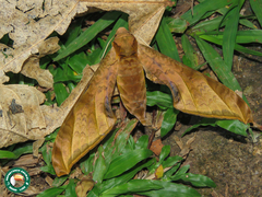 Protambulyx sulphurea