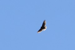 Buteo solitarius