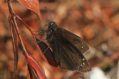 Ephyriades brunnea