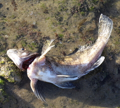 Chironemus marmoratus