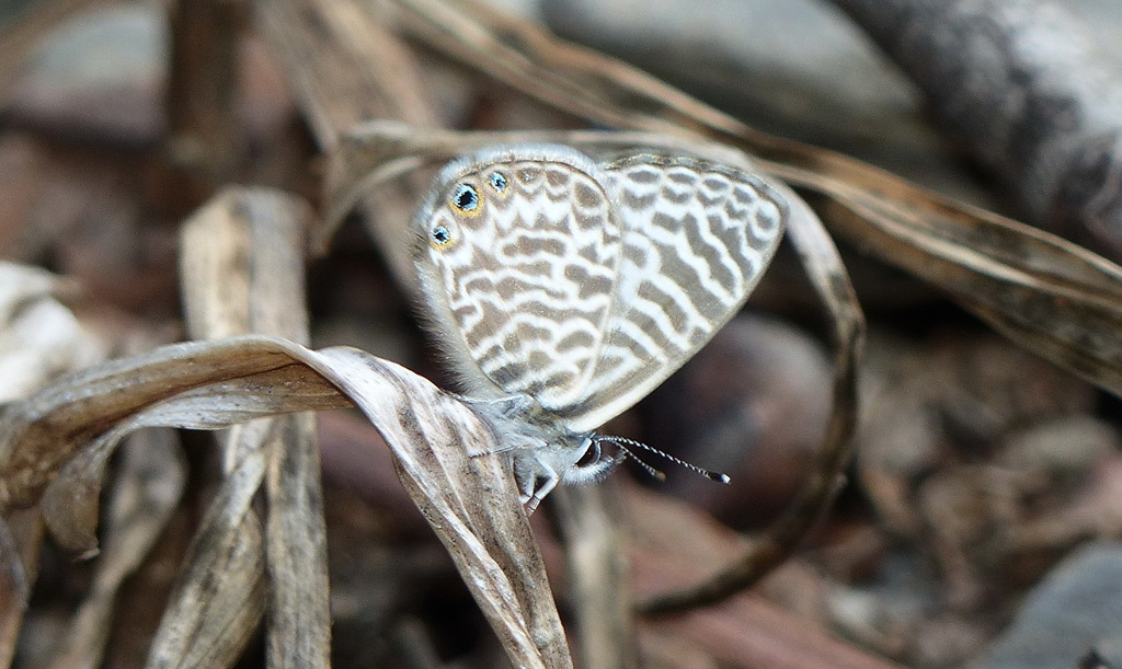 Leptotes delalande
