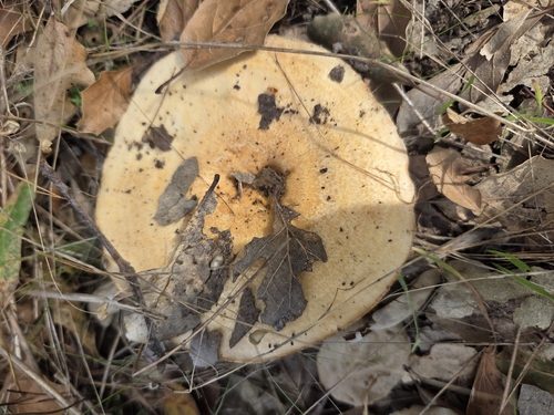 iNaturalist observation photo of golden milkcap