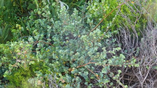 Cliffortia obcordata, photograph 2