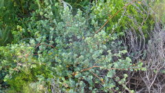 Cliffortia obcordata, photograph (c) Paul Emms, some rights reserved (CC BY-SA)