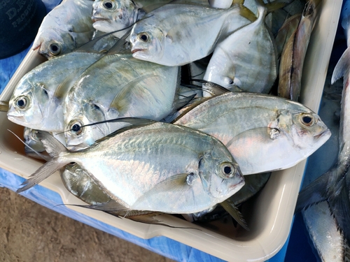 Longfin trevally (Carangoides armatus) — Carangidae — 4