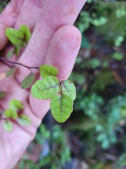 Nothofagus × solfusca