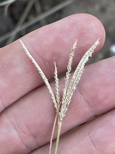 Leptochloa digitata, 2025-12-09