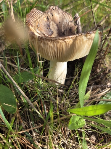 iNaturalist observation photo of Pocket-stalked russula