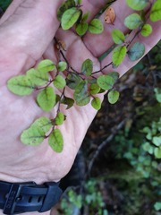 Nothofagus × solfusca