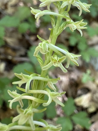 Flat Spurred Piperia (Platanthera transversa)