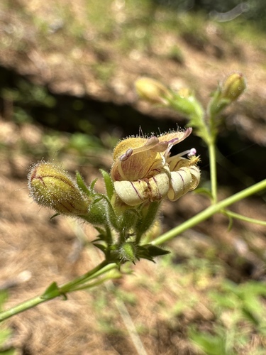 Lemmon's keckiella (Keckiella lemmonii)