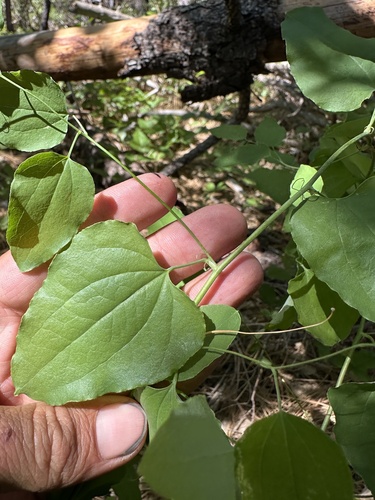 english peak greenbrier (Smilax jamesii)