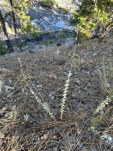 Pacific Jewelflower (Streptanthus barbatus)