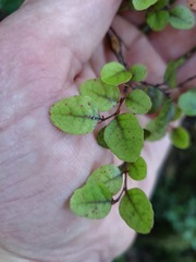 Nothofagus × solfusca
