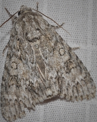 Acronicta rubricoma