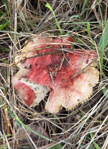 iNaturalist observation photo of Russula