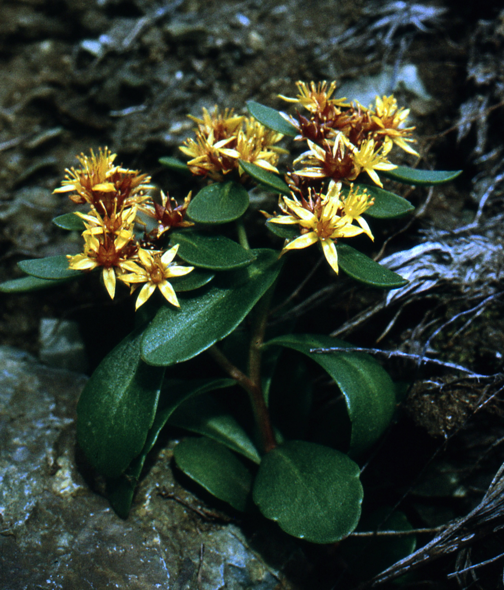 Orange Stonecrop (Phedimus kamtschaticus)