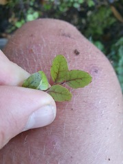 Nothofagus × solfusca