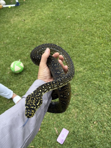 Diamond Python sighting