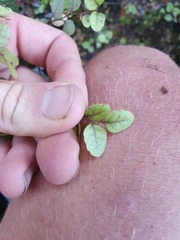 Nothofagus × solfusca