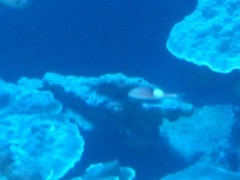 Parupeneus pleurostigma