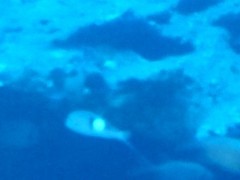 Parupeneus pleurostigma