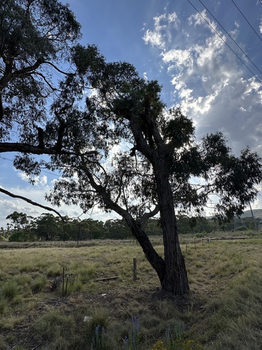 Eucalyptus aggregata, photograph 3