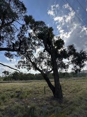 Eucalyptus aggregata, photograph (c) prossington, some rights reserved (CC BY)