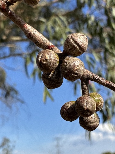 Eucalyptus aggregata