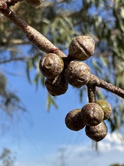 Eucalyptus aggregata