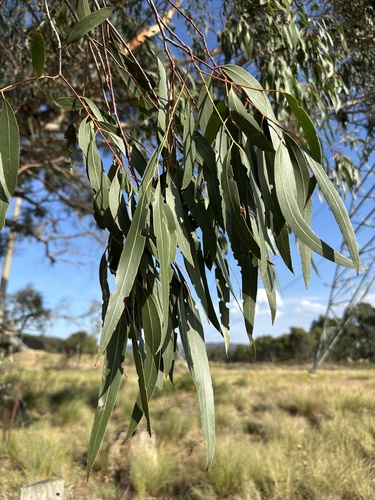 Eucalyptus aggregata, photograph 4